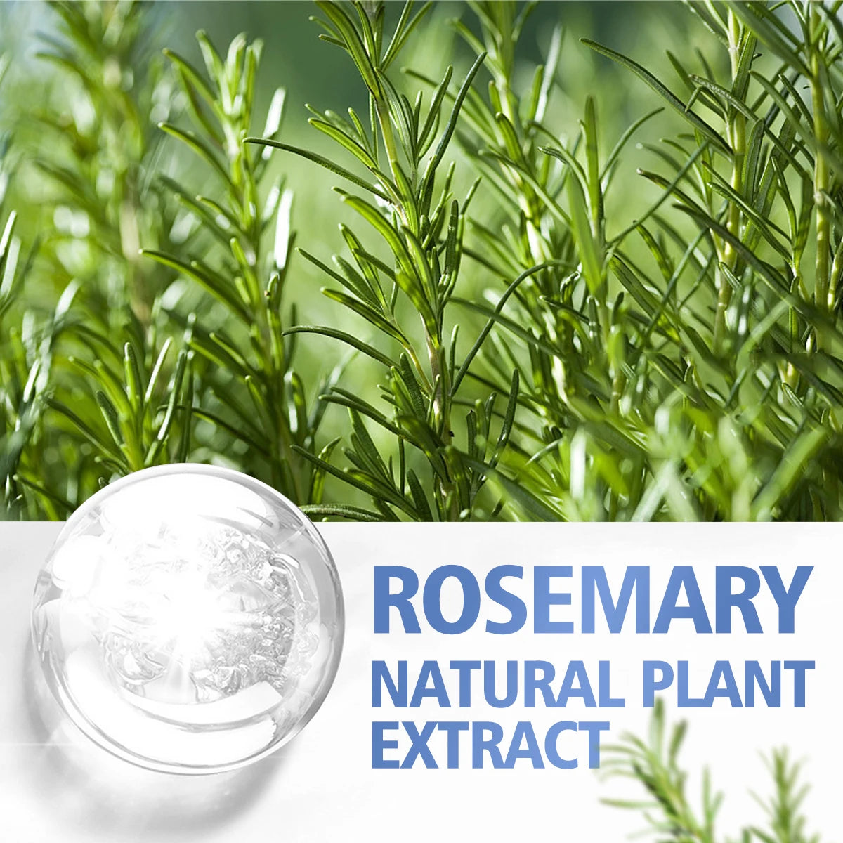 Rosemary Essential Oil – Hair Growth & Scalp Treatment | Nourishing, High-Quality Natural Oil